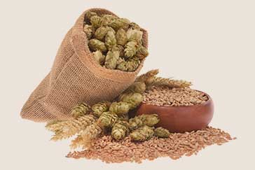 Fresh Hops